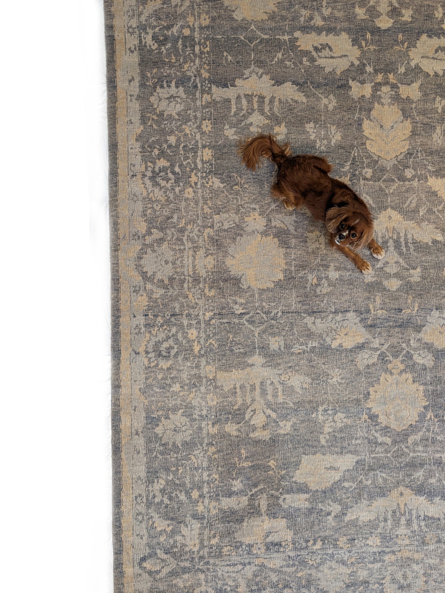 A hand-knotted wool rug with a coastal-inspired design in shades of ivory, beige, grey, blue, smokey green, light yellow, and soft brown. Ollie Pickles laying on rug.