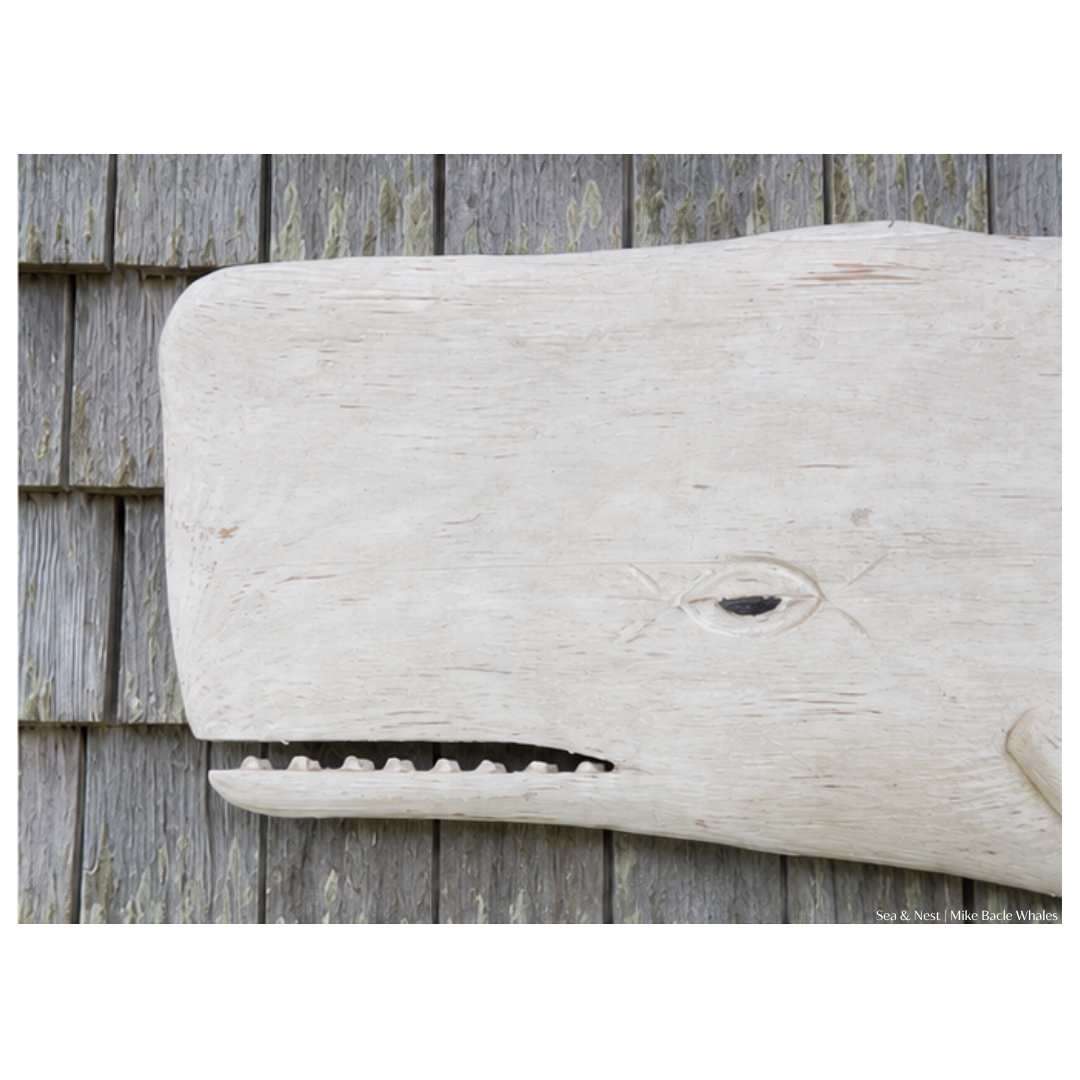 Mike Bacle | White Whale No. I