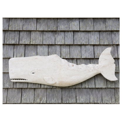 Mike Bacle | White Whale No. I