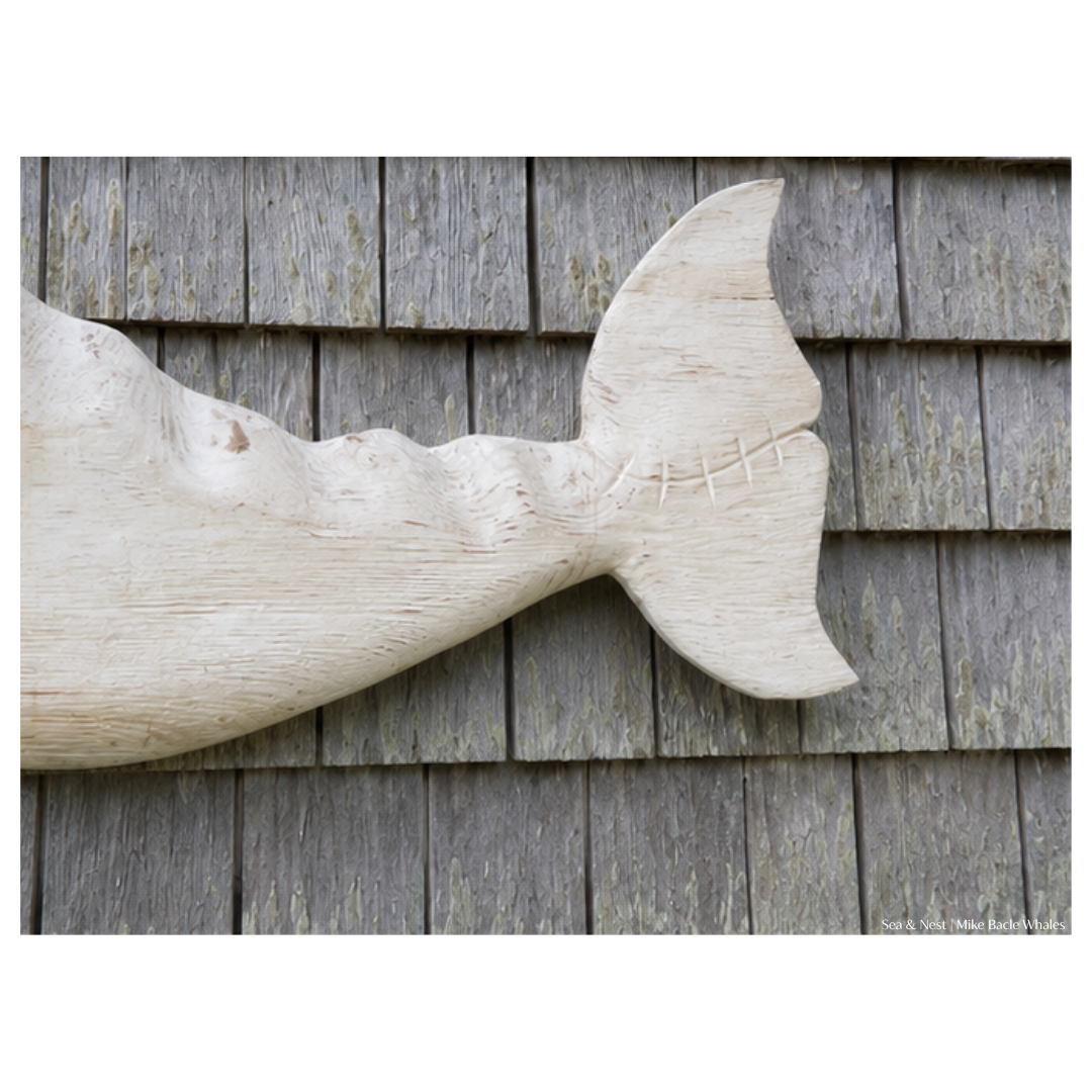 Mike Bacle | White Whale No. I